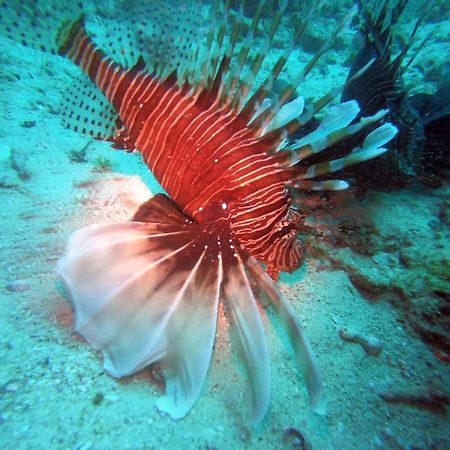 Dive Planet Mafia Island Utende Zewnętrze zdjęcie