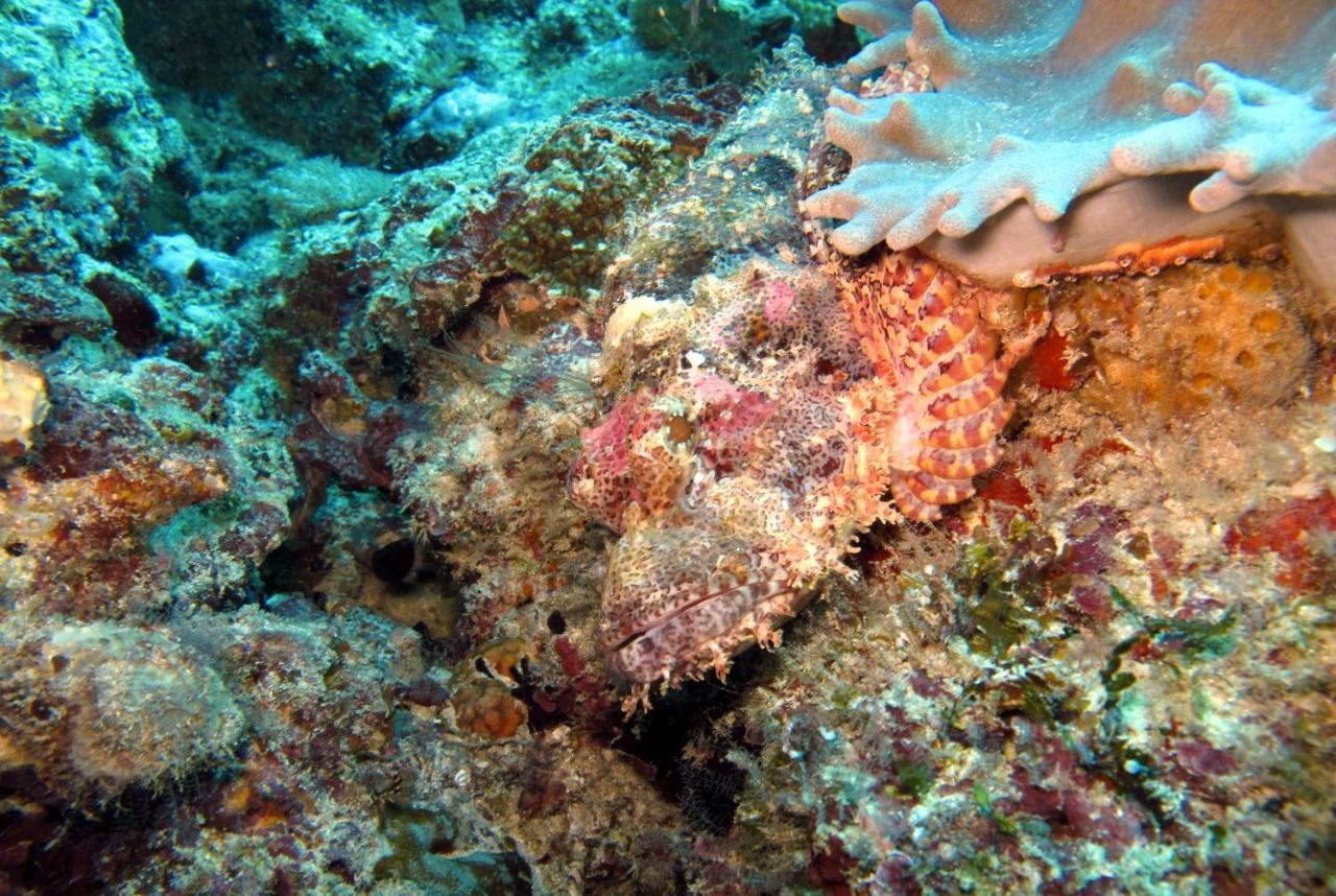 Dive Planet Mafia Island Utende Zewnętrze zdjęcie