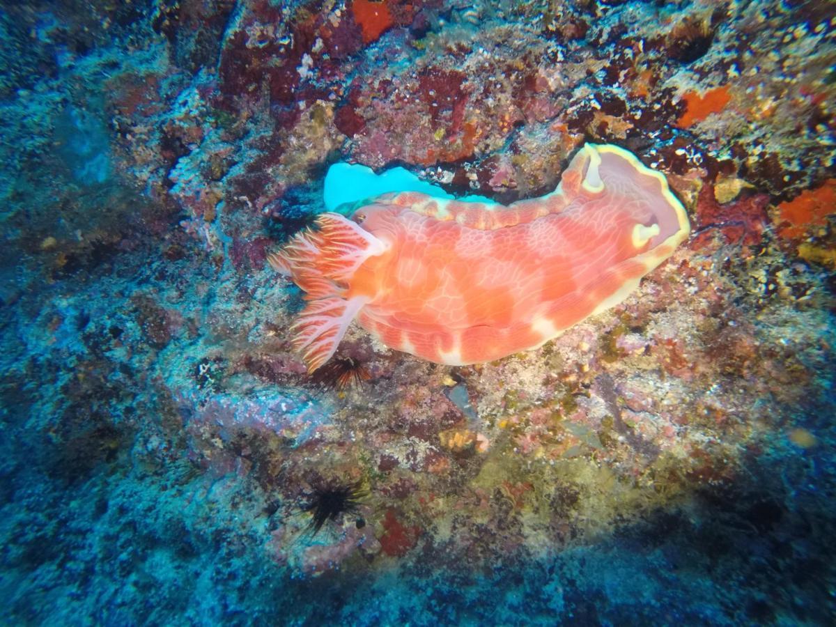 Dive Planet Mafia Island Utende Zewnętrze zdjęcie