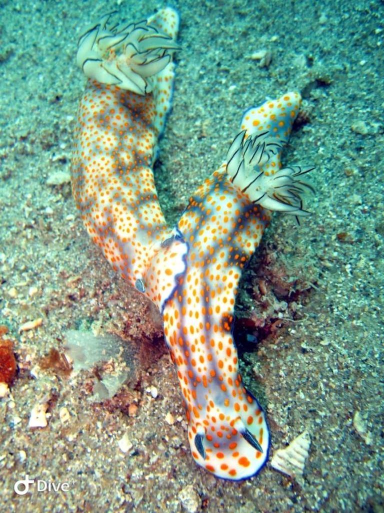 Dive Planet Mafia Island Utende Zewnętrze zdjęcie