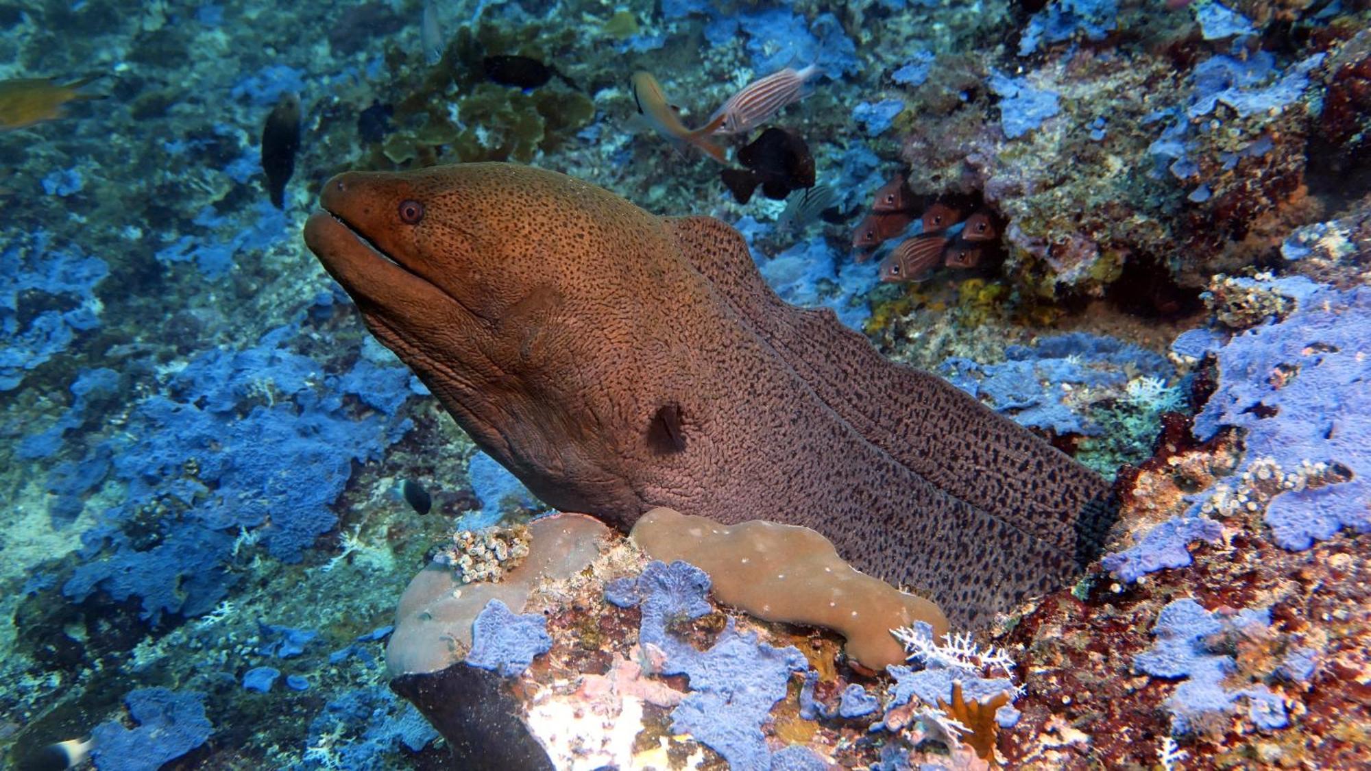 Dive Planet Mafia Island Utende Zewnętrze zdjęcie