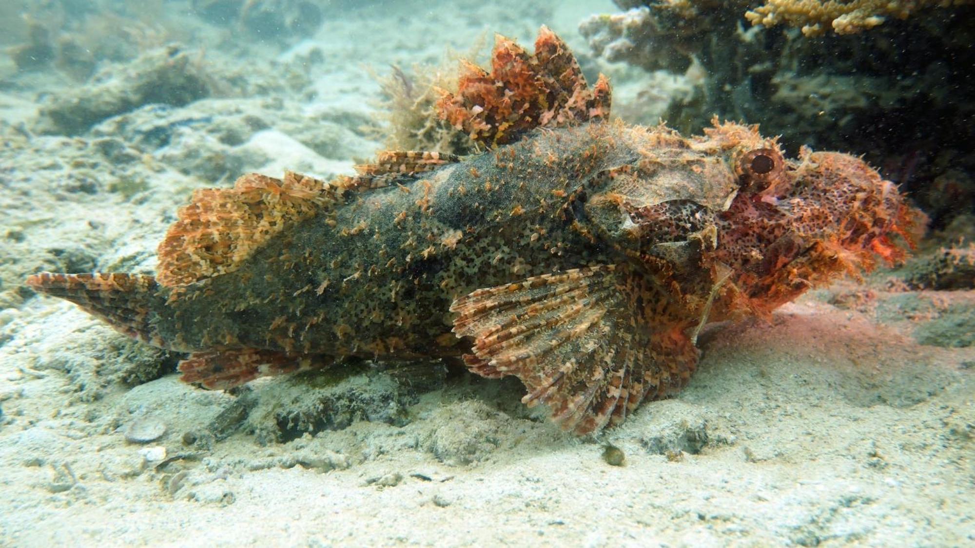 Dive Planet Mafia Island Utende Zewnętrze zdjęcie