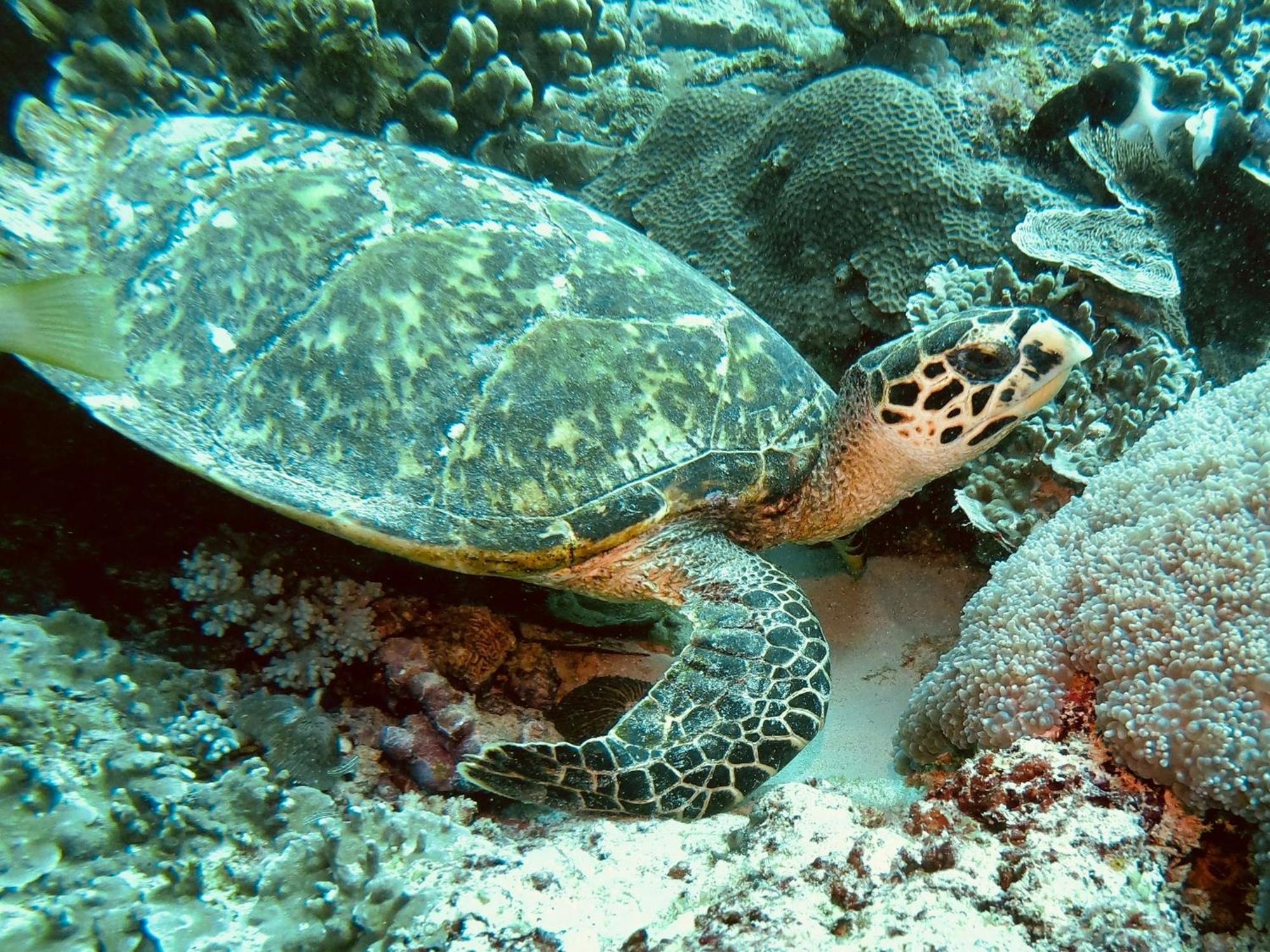 Dive Planet Mafia Island Utende Zewnętrze zdjęcie